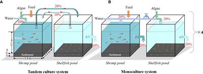 Microalgae-mediated tandem culture of shrimp and bivalve: an environmental and health co-benefits solution for phosphorus recovery and emission reduction